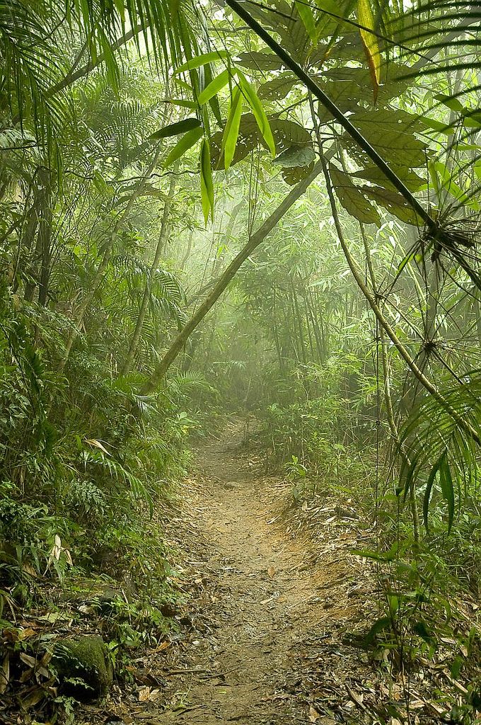 A jungle trail in Tijuca Forest, Rio de Janeiro.