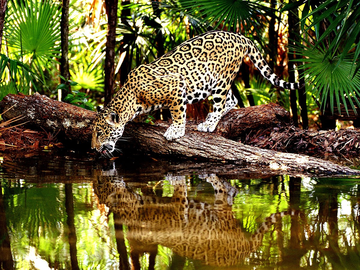 Jaguar spotted drinking water in the Amazon Rainforest.