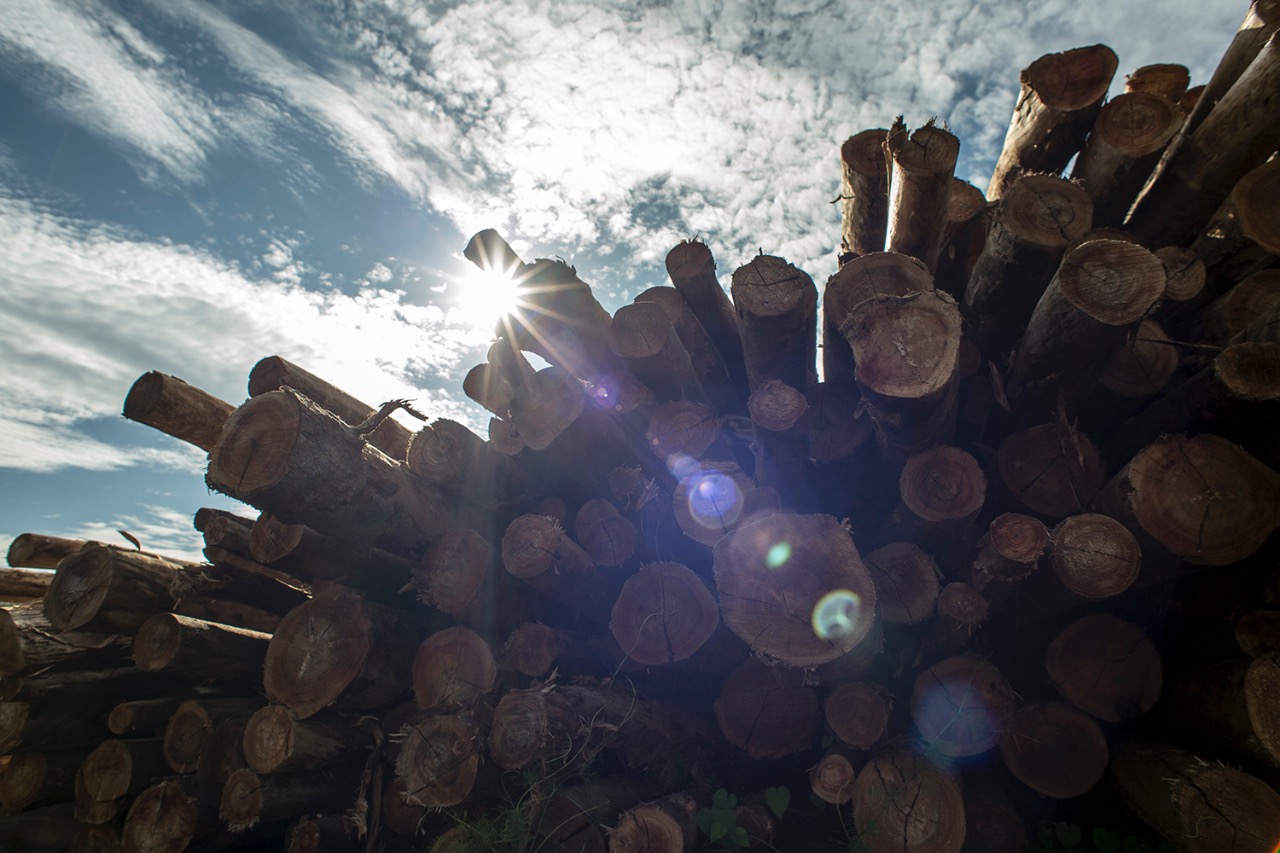 Stacked logs at a lumber yard, photographed for the Brazil Production Services shoot for Lubrizol Corporation
