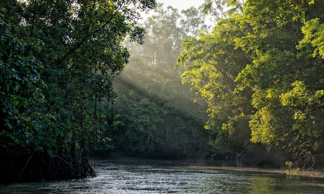 Aerial view of the Brazilian Amazon Rainforest.